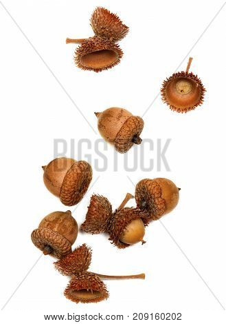 Autumn Dry Oak Acorns On White