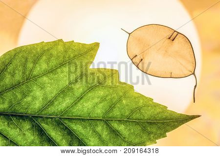 Natural abstract background with green decorative leaves close-up in backlight. Lunarius leaf.