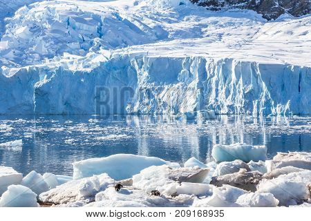 Glacier Reflected In The Antarctic Waters Of Neco Bay And A Few Pinguins Laying On Icebergs, Antarct