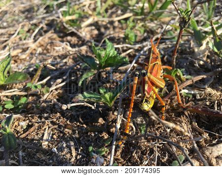 Two Grasshoppers Mating On The Grass