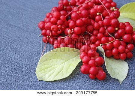 branch of red ripe schisandra with leaves lay on the blue background
