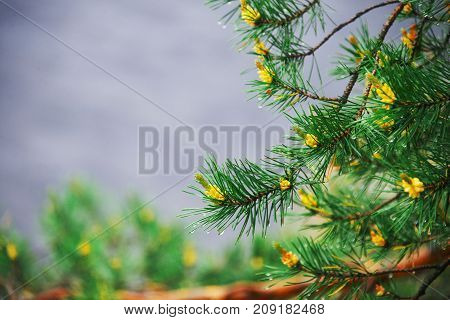 In focus closeup of fir-tree branch with young green shoots and yellow buds with dew drops or rain on the needles on the blurred background of the cloudy sky.