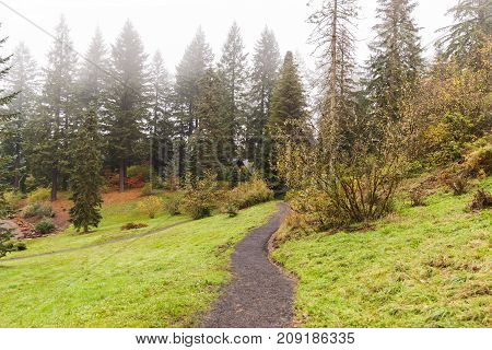 Walkway In Foggy Forest Park