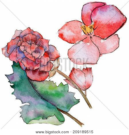 Wildflower begonia flower in a watercolor style isolated. 