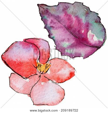 Wildflower begonia flower in a watercolor style isolated. 