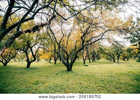 Green autamn trees in the park in october. Vintage color. Retro style image.