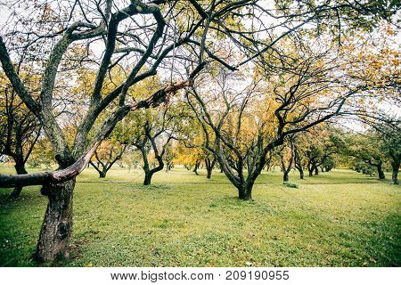 Green autamn trees in the park in october. Vintage color. Retro style image.