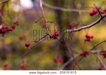 Bright rowan berries.Autumn. Fall scene. Beauty nature scene trees and leaves. Nature background. Selective focus.