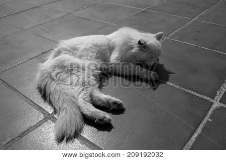 Turkish Angora. White cat. A seventeen-year-old cat relaxes and enjoys life. Black and White.