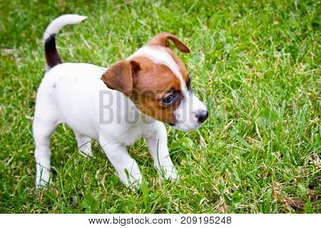Little puppys are walking and playing on the street in the grass