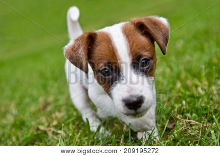 Little puppys are walking and playing on the street in the grass