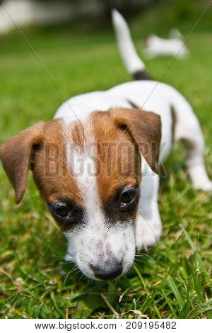 Little puppys are walking and playing on the street in the grass