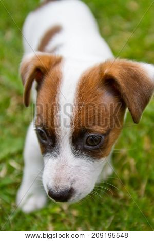 Little puppys are walking and playing on the street in the grass