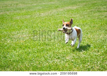 dog running with a stick in the mouth is playing