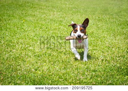 dog running with a stick in the mouth is playing