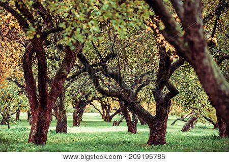 Green autamn trees in the park in october. Vintage color. Retro style image.