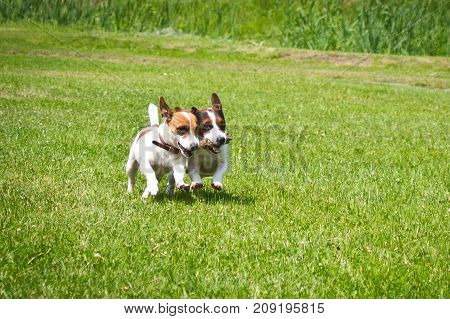 2 dogs run with a stick in their mouths and cheer