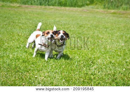 2 dogs run with a stick in their mouths and cheer