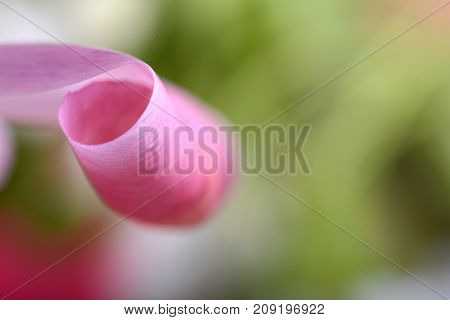Spring Flowers Banner - Pink Tulip Flowers On Abstract Background