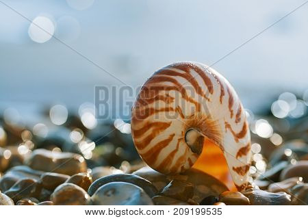 British summer  beach with nautilus pompilius sea shell