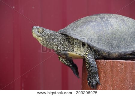 Tortoise on a wooden red stump. Ordinary river tortoise of temperate latitudes. The tortoise is an ancient reptile