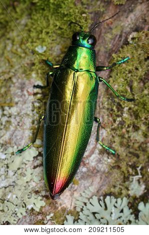 macro image of a beautiful shiny jewel beetle