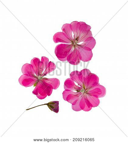 Pressed and dried delicate pink lilac flowers and petals of geranium (pelargonium). Isolated on white background. For use in scrapbooking pressed floristry or herbarium.