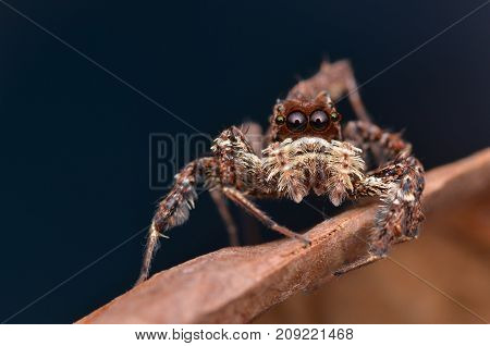 macro image of the world's most intelligent spider - Fringed Jumping Spider