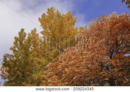 autumn landscape in the period of Golden autumn in the middle latitudes