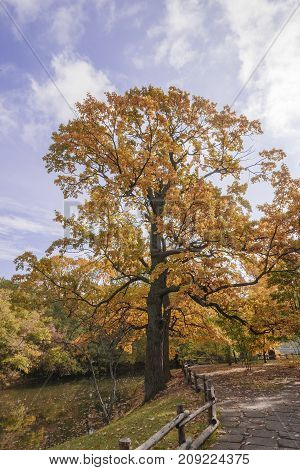 autumn landscape in the period of Golden autumn in the middle latitudes