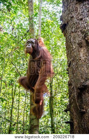 Young Male Of Bornean Orangutan On The Tree In A Natural Habitat. Bornean Orangutan (pongo  Pygmaeus