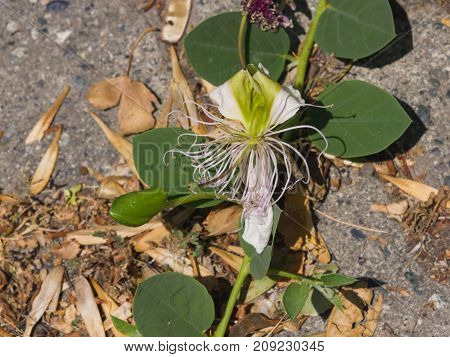 Wild caper bush or Flinders rose Capparis spinosa flower close-up selective focus shallow DOF.