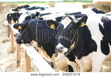 cows in a farm. Dairy cows in a farm