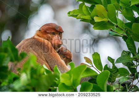 Proboscis Monkey Baby Sucks Its Mother's Breast Milk. Female Proboscis Monkey (nasalis Larvatus)  Wi