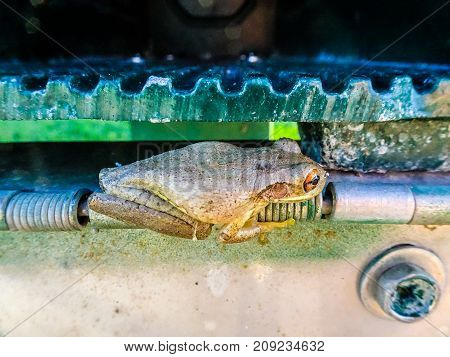 Side View Of A Frog