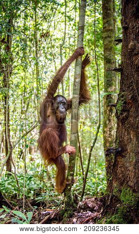 Young Male Of Bornean Orangutan On The Tree In A Natural Habitat. Bornean Orangutan (pongo  Pygmaeus