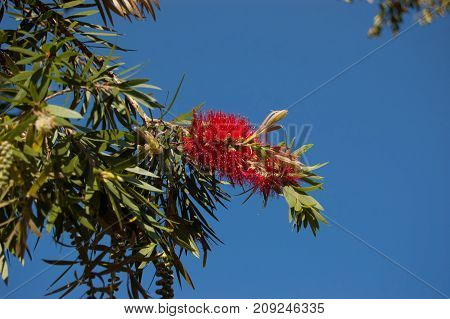 Callistemon. Red bottle brush on sky background.