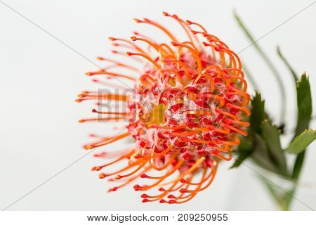Red Leucospermum Nutans flower on white background.