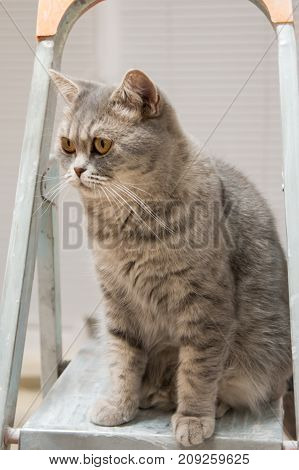 A marble british cat secretly sneaking over a black background