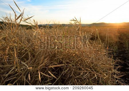 harvest cole on farmland with sunset sky