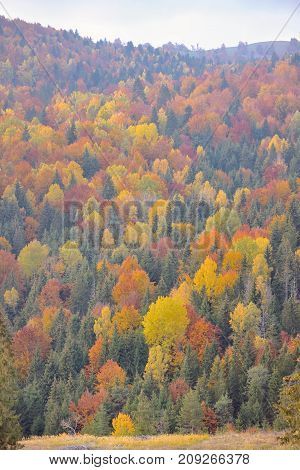 Autumn foliage over romanian river, specific season