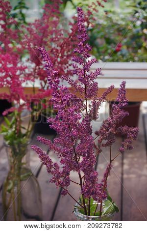 A branch of astilba with purple-pink flowers in a vase, close-up. Against the background of the garden.