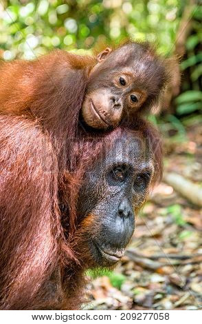 On A Mum`s Back. Baby Orangutan On Mother's Back In A Natural Habitat. Bornean Orangutan (pongo Pygm