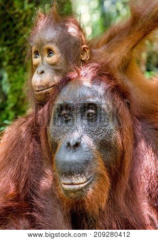 On A Mum`s Back. Baby Orangutan On Mother's Back In A Natural Habitat. Bornean Orangutan (pongo Pygm