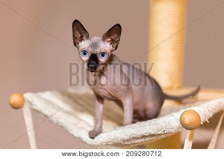 Young colourpoint sphynx cat on scratching post
