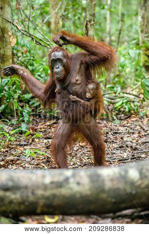 On A Mum`s Back. Baby Orangutan On Mother's Back In A Natural Habitat. Bornean Orangutan (pongo Pygm