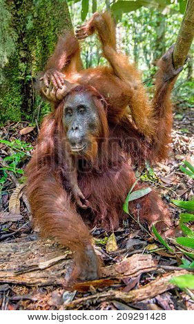 On A Mum`s Back. Baby Orangutan On Mother's Back In A Natural Habitat. Bornean Orangutan (pongo Pygm