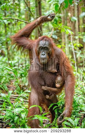 On A Mum`s Back. Baby Orangutan On Mother's Back In A Natural Habitat. Bornean Orangutan (pongo Pygm