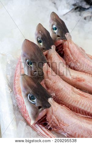 Galeus Or Mustelus Spp Sharks At The Greek Fish Market.