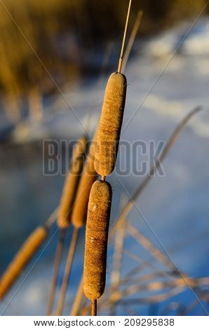 Mature Flower Spike Of The Bulrush Plant